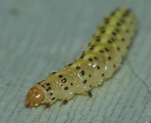 Choreutis pariana